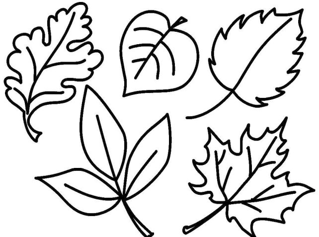 Розмальовки різних, Розмальовки Листочки з різних дерев листя.